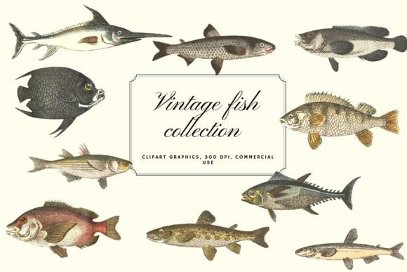 Charming Vintage Fish Illustrations for Creative Projects